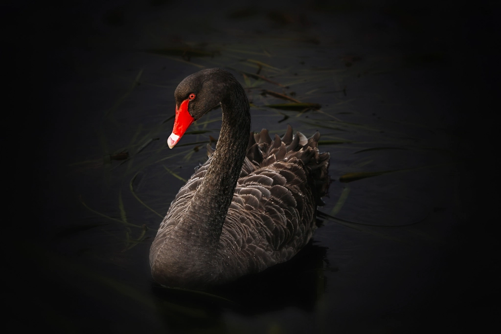 Black swan dark background